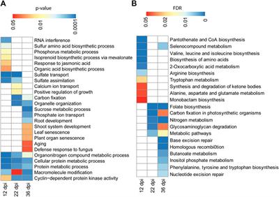 Title: Hypermethylation of miRNA Genes During Nodule Development